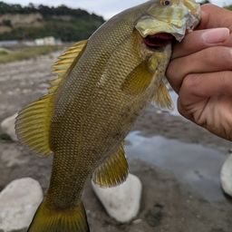 スモールマウスバス