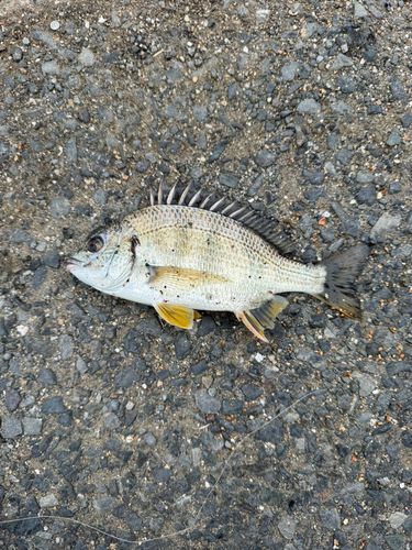 キビレの釣果