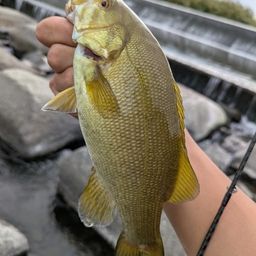 スモールマウスバス