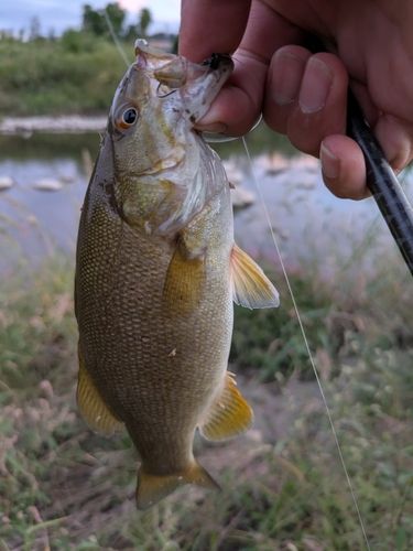 スモールマウスバスの釣果