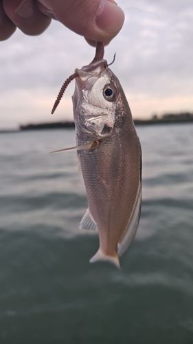 シログチの釣果