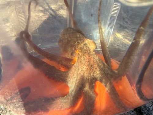 タコの釣果
