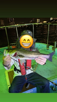 シーバスの釣果