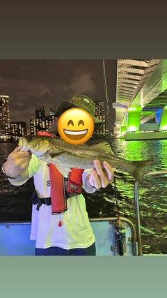 シーバスの釣果