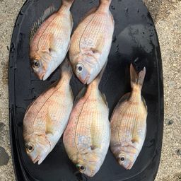 チャリコ