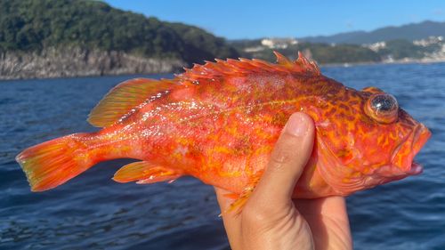 アヤメカサゴの釣果