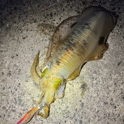 アオリイカ