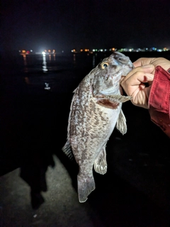 アブラコの釣果