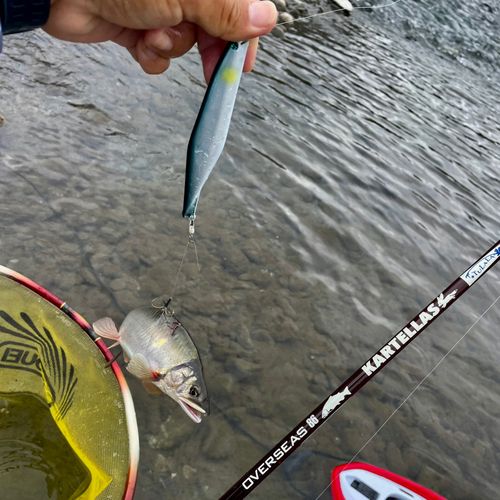 アユの釣果