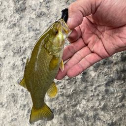 スモールマウスバス