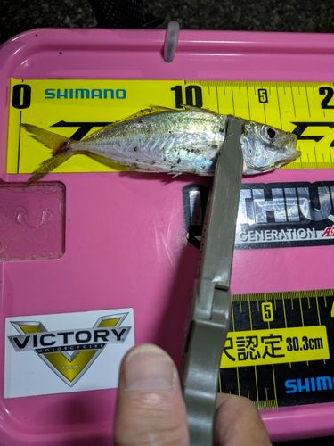 マアジの釣果