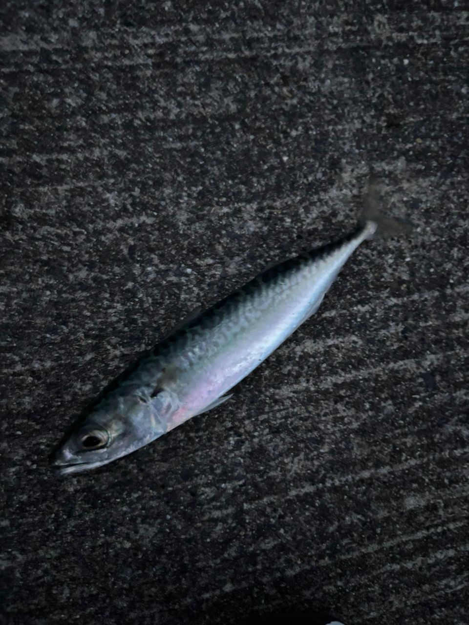 サバ
