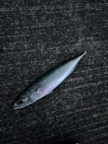 サバの釣果