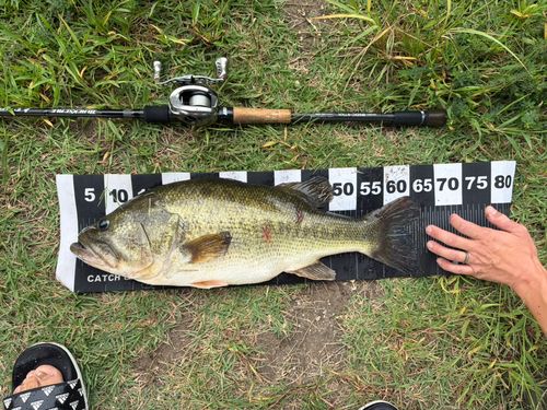 ブラックバスの釣果
