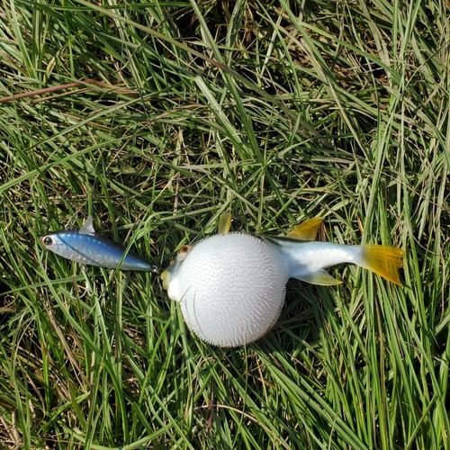 フグの釣果