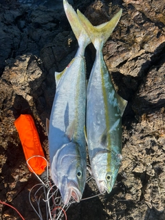 ヤズの釣果
