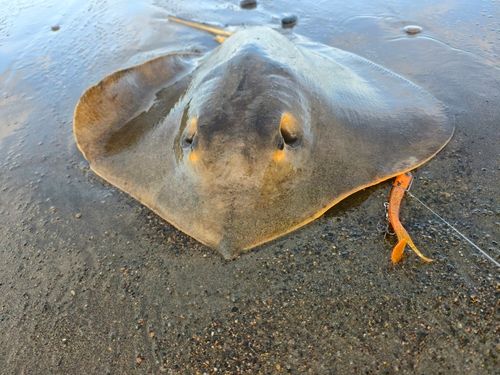 アカエイの釣果