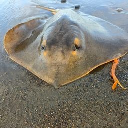 アカエイ