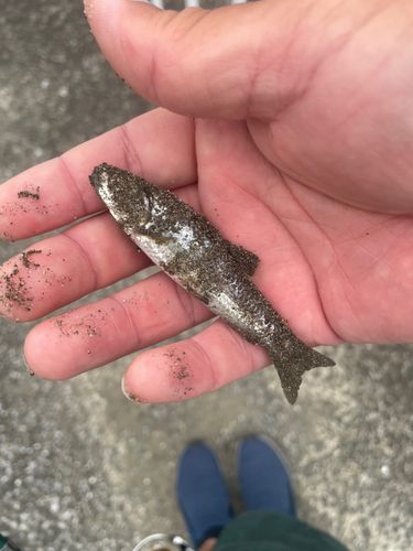 タモロコの釣果