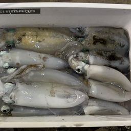 アオリイカ