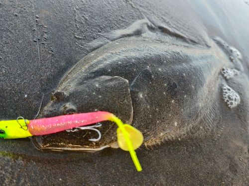 ソゲの釣果