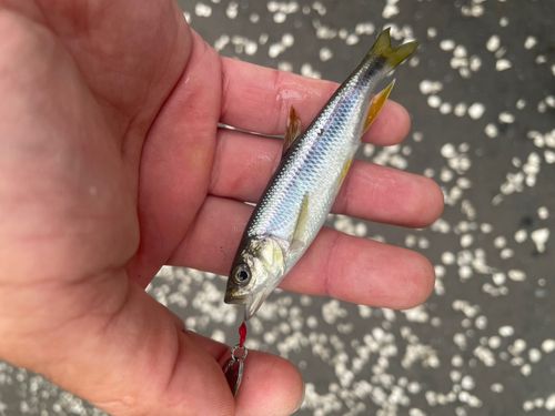 カワムツの釣果
