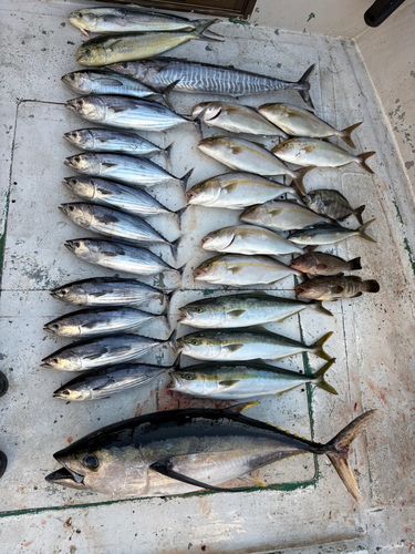 熊野灘