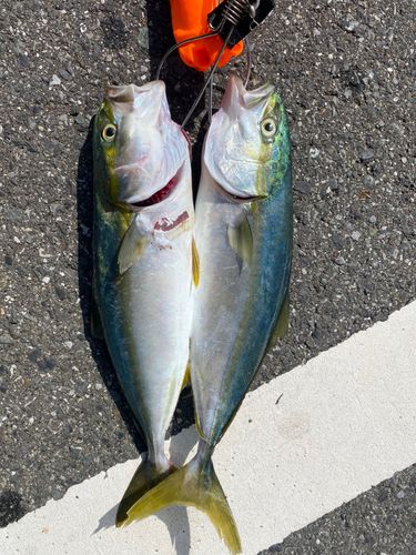 イナダの釣果
