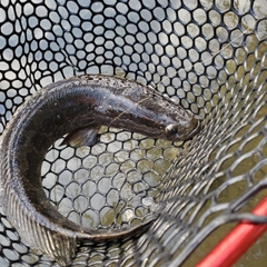 ライギョの釣果