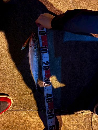 サバの釣果