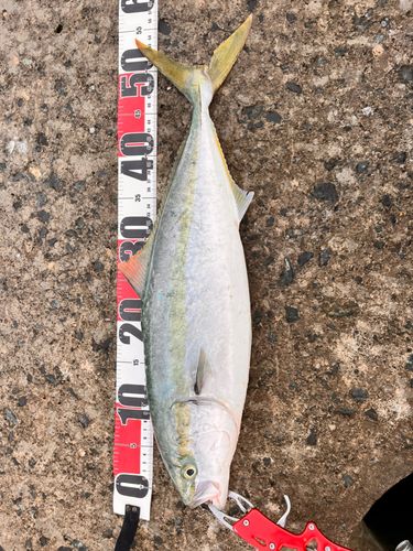 イナダの釣果