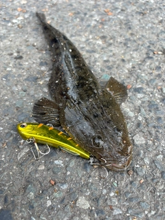 マゴチの釣果