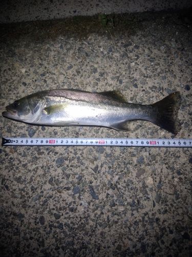 セイゴ（マルスズキ）の釣果