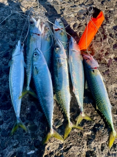 サバの釣果