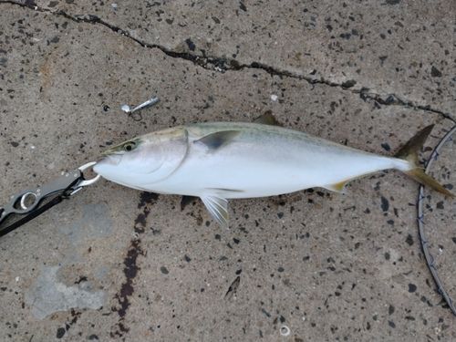 ブリの釣果