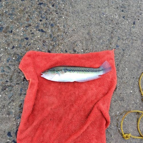 ベラの釣果