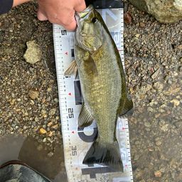 スモールマウスバス