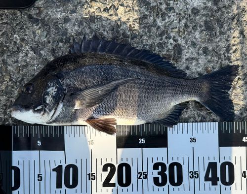 チヌの釣果