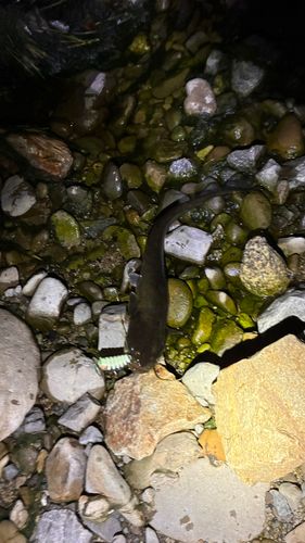 マナマズの釣果