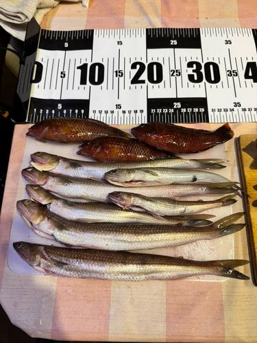 アコウの釣果