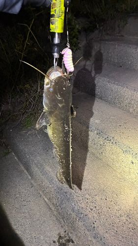 マナマズの釣果