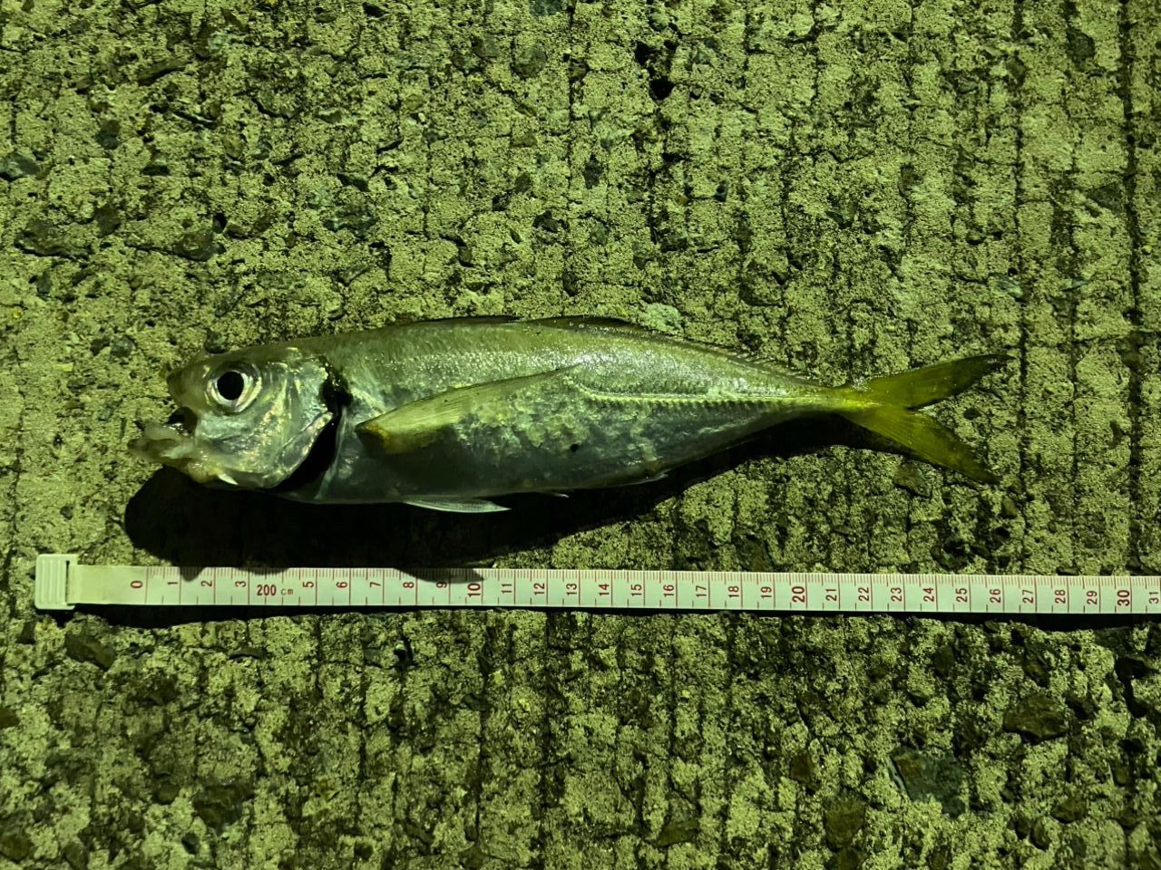 アジ