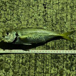 アジ
