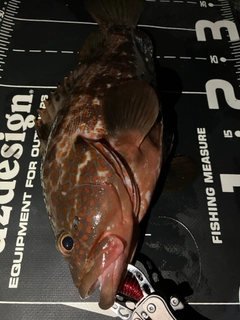 キジハタの釣果