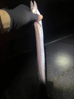 アナゴの釣果