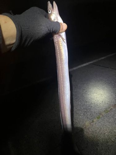 アナゴの釣果