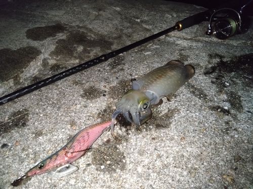 アオリイカの釣果