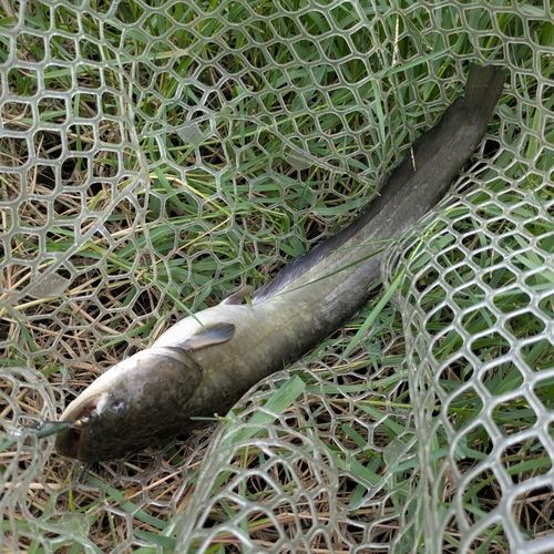 マナマズの釣果
