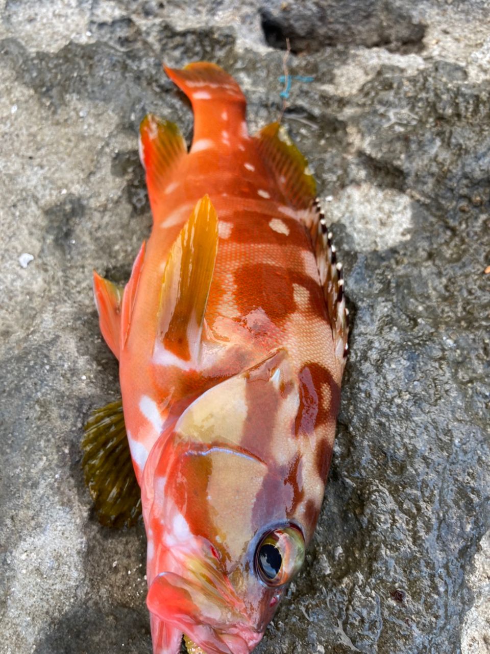 アカハタ