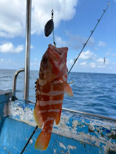 アカハタの釣果